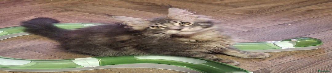 BigKatz Hazel