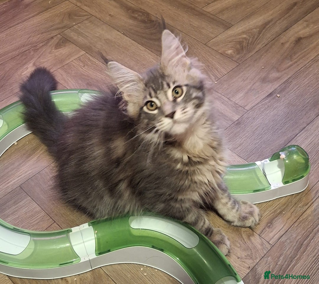 Maine Coon cats for sale: Outstanding Maine Coon kittens - Image 8
