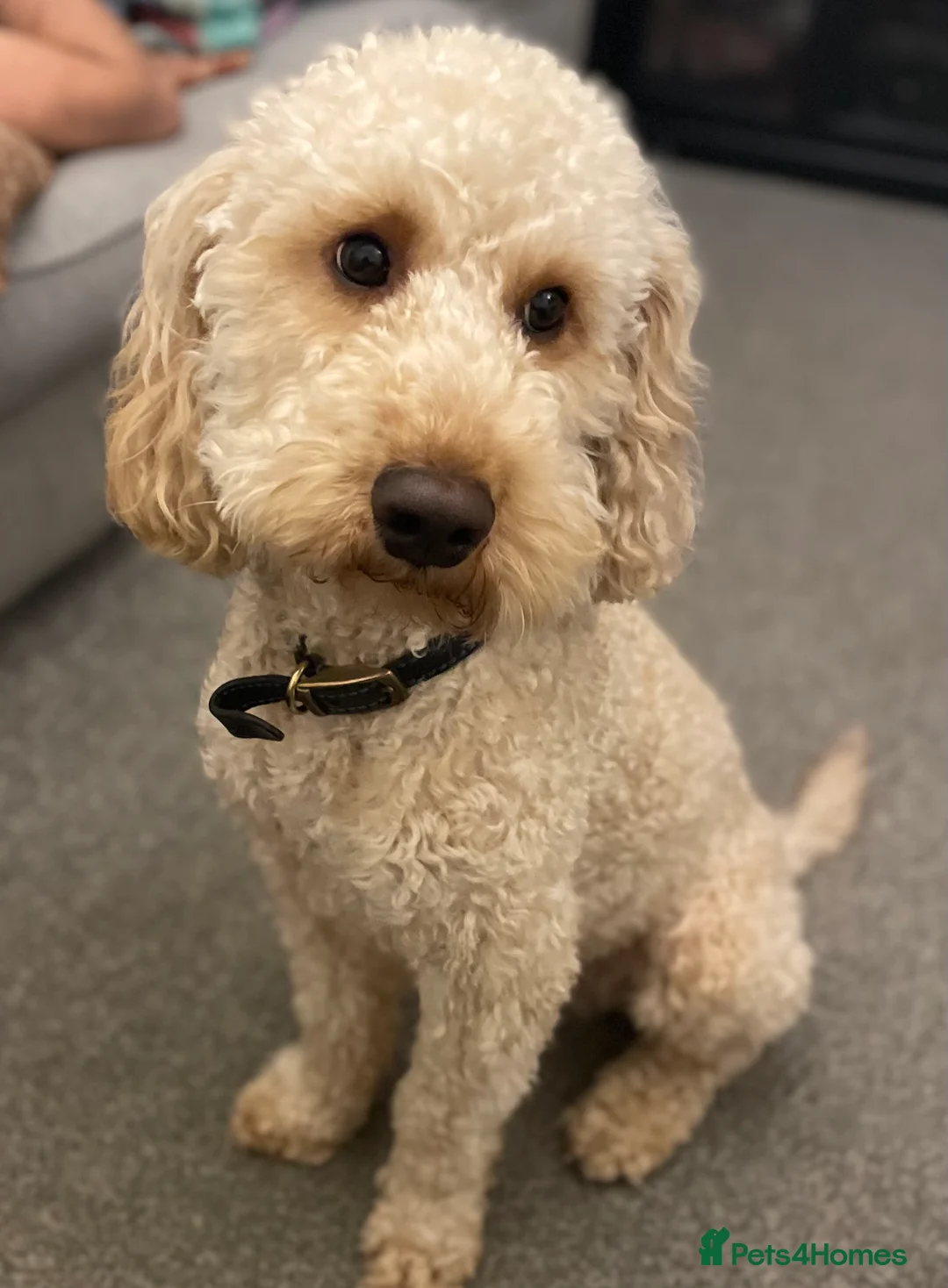 Poodle dogs for stud: FOR STUD Moyen Poodle (proven)  in Northampton - Advert 15