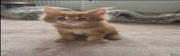 Maine Coon cats for sale: Wonderful Maine coon kittens - Advert 4