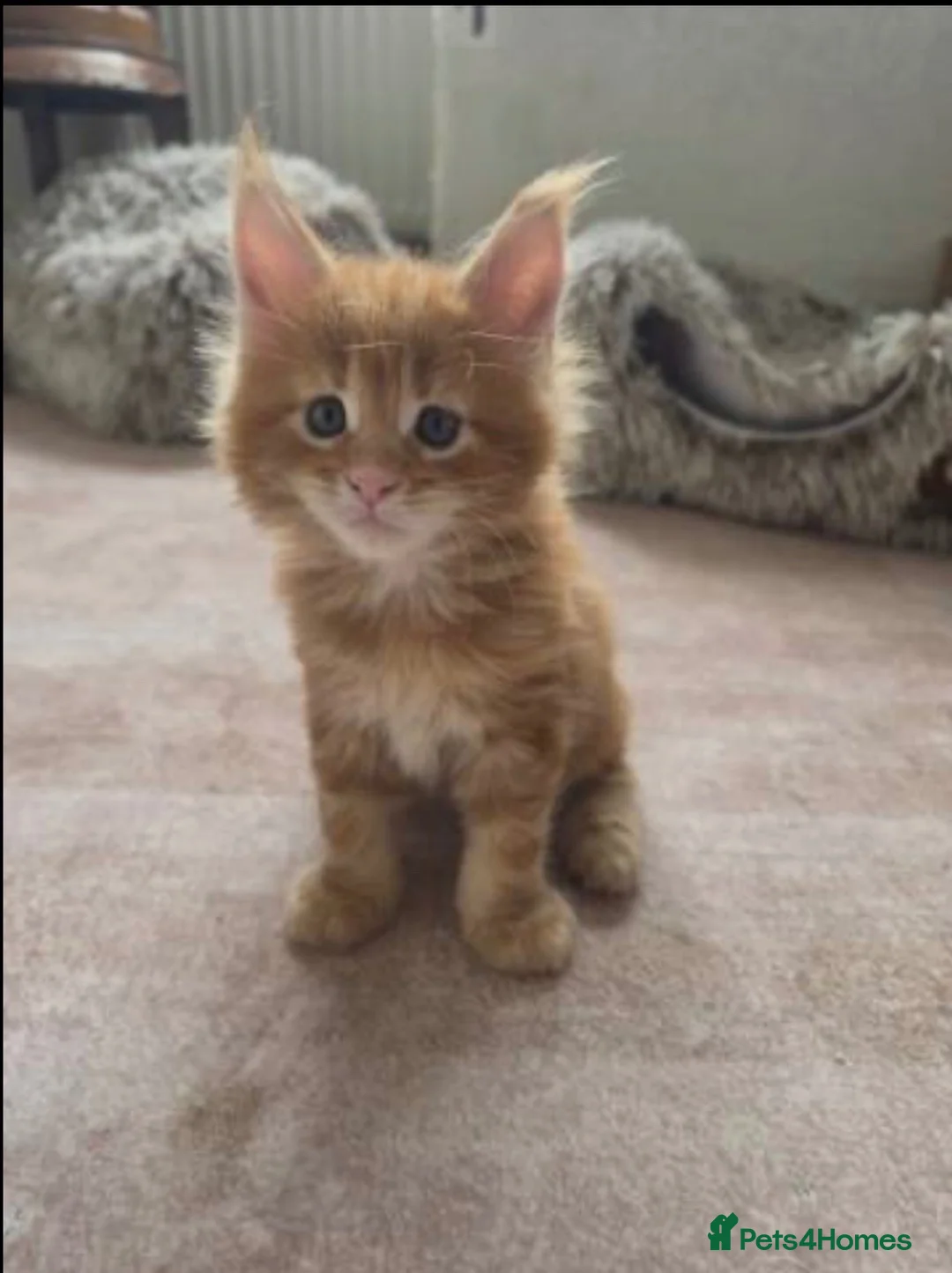 Maine Coon cats for sale: Wonderful Maine coon kittens - Advert 4