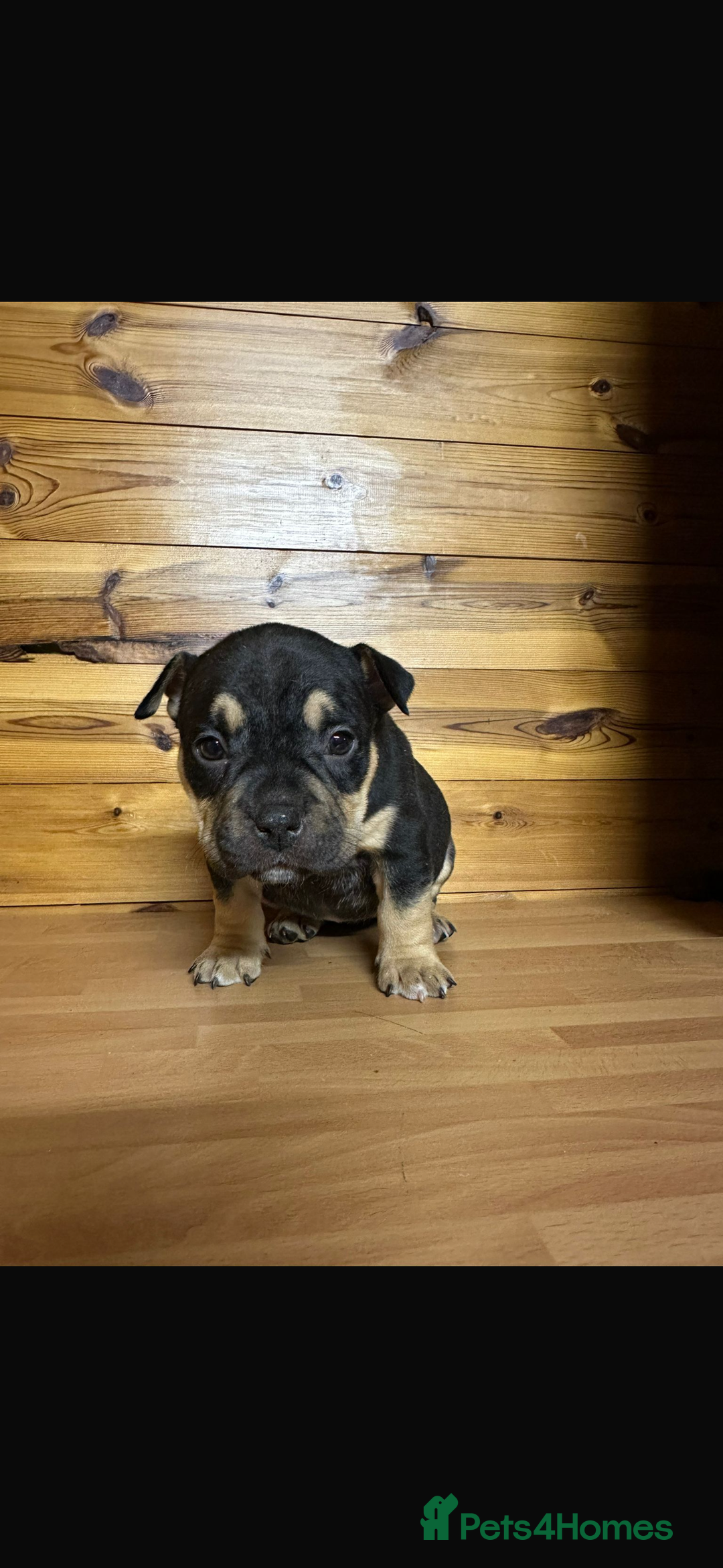 American Bully dogs for sale: Pocket BULLYS  - Advert 10