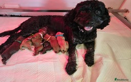 Cockapoo dogs for sale: Beautiful Chunky f2 Cockapoo Puppies  - Image 2