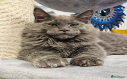 Maine Coon cats for sale: 🔥*Stunning Litter of 8💎Solid Blue Maine Coon*🔥  - Image 12
