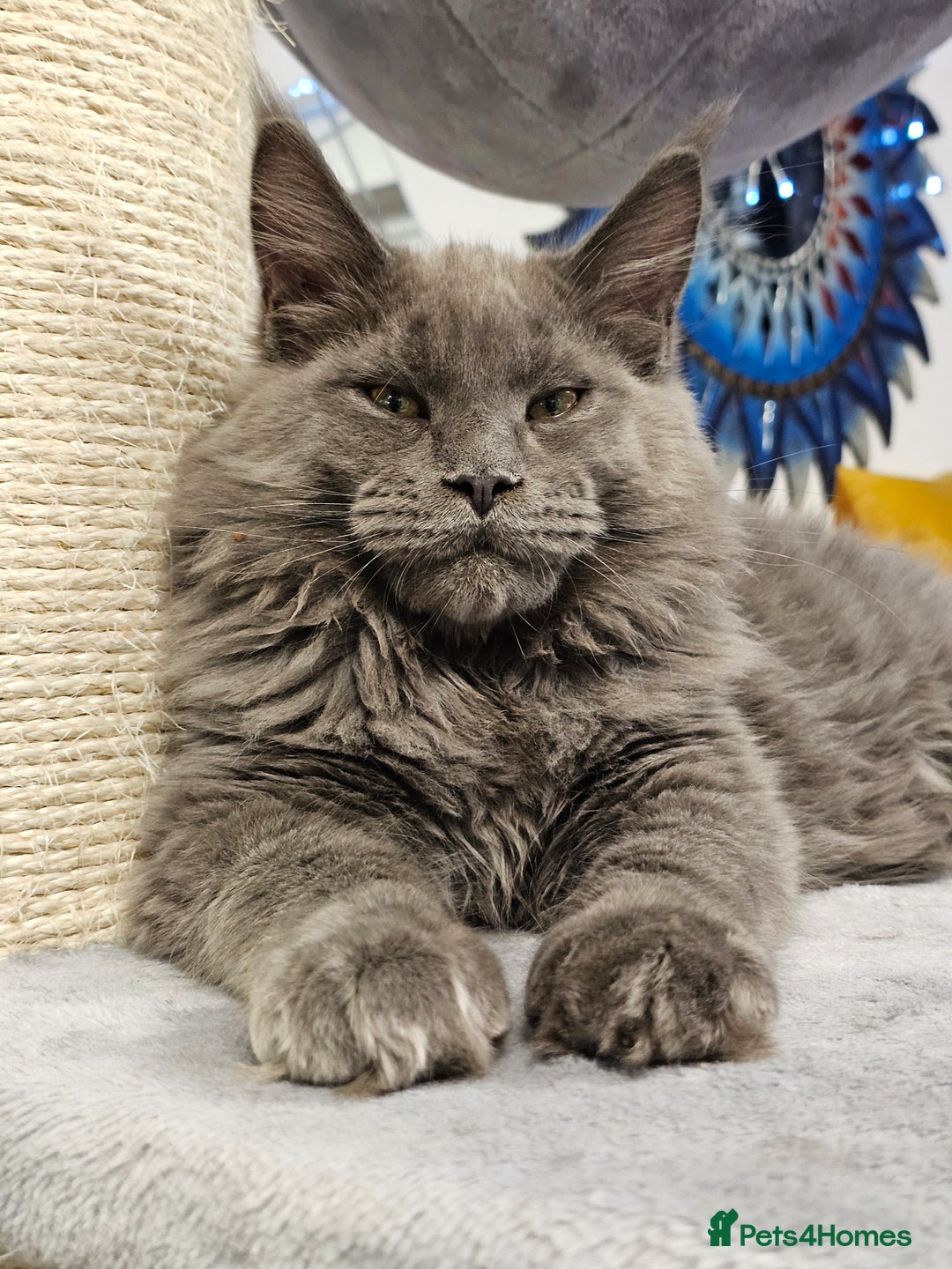 Maine Coon cats for sale: 🔥*Stunning Litter of 8💎Solid Blue Maine Coon*🔥  - Image 12