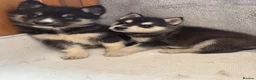 Shepsky dogs for sale: German shepherd cross husky puppy’s  - Advert 1