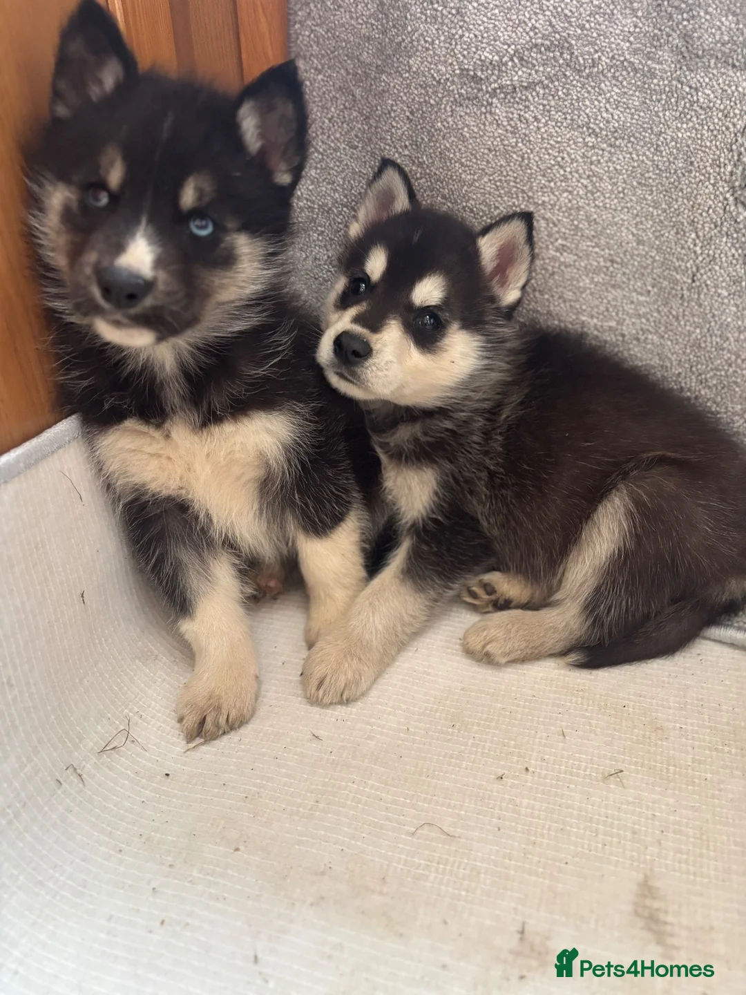 Shepsky dogs for sale: German shepherd cross husky puppy’s  - Advert 1