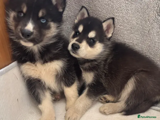 Shepsky dogs for sale: German shepherd cross husky puppy’s - Advert 10