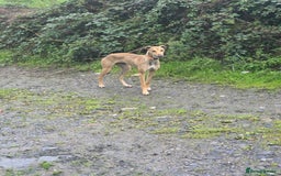 Lurcher dogs for sale: 17 month old lurcher  - Image 5