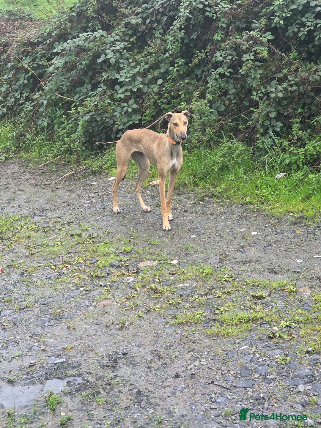 Lurcher dogs for sale: 17 month old lurcher  - Image 5