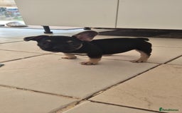 French Bulldog dogs for sale: Beautiful French bulldog  - Image 3
