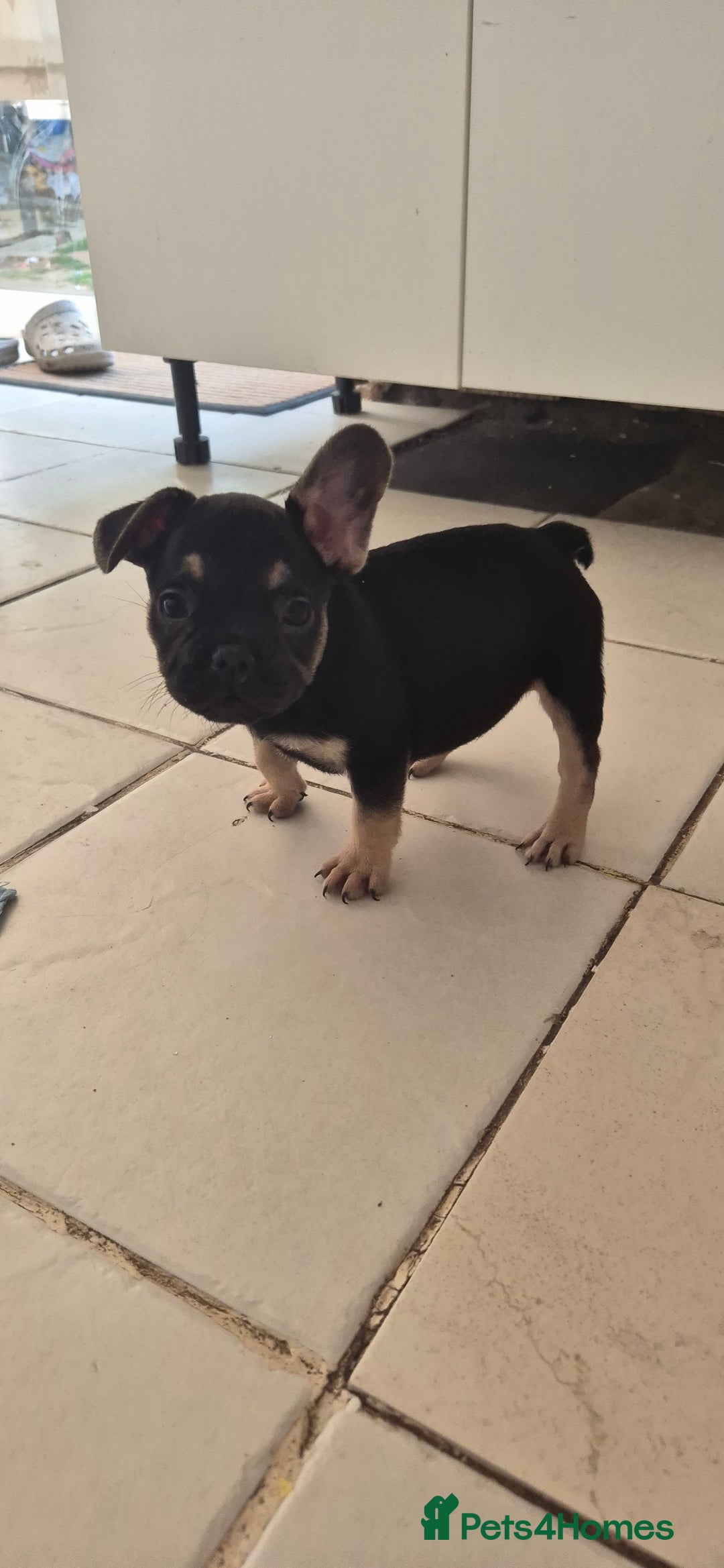 French Bulldog dogs for sale: Beautiful French bulldog  - Image 3