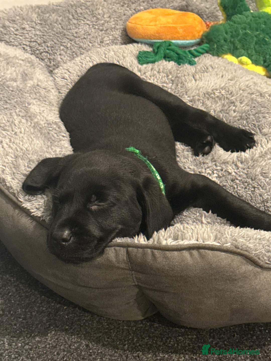 Labrador Retriever dogs for sale: Beautiful 11 week old Labrador  - Advert 4