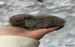Mini Lop rabbits for sale: Beautiful pure mini lops  - Image 1