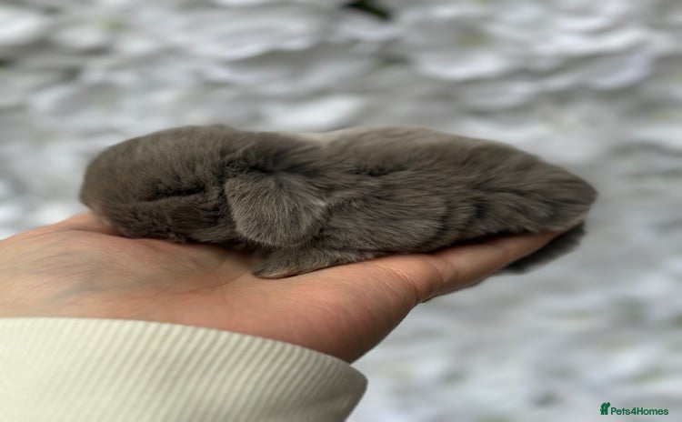 Mini Lop rabbits - Advert 3