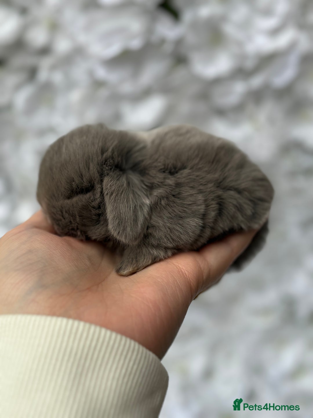 Mini Lop rabbits for sale: Beautiful pure mini lops  - Image 1