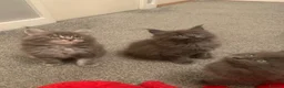 Maine Coon cats for sale: AMAZING TICA REGISTERED KITTENS - Advert 15