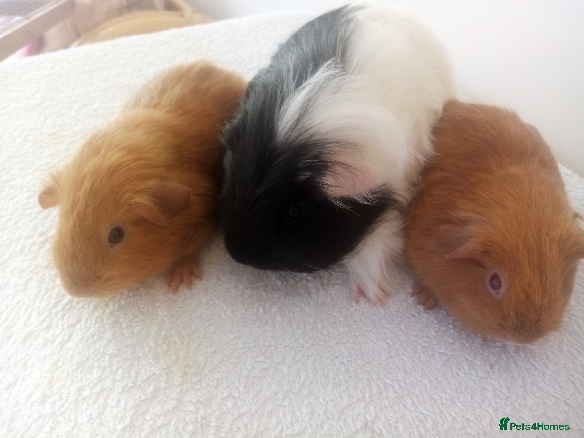 Guinea Pig rodents One boar ready now. 4 boys ready June 16th - Advert 2