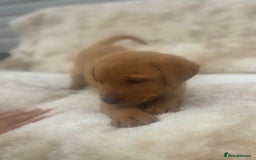 Labrador Retriever dogs for sale: 8 Kennel club reg  health tested chunky Labradors  - Image 22