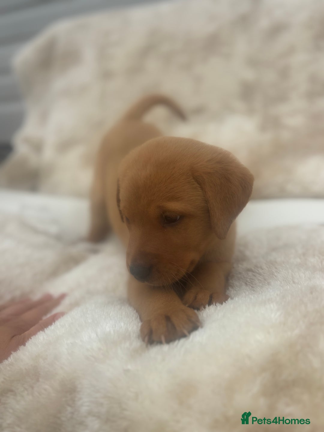 Labrador Retriever dogs for sale: 8 Kennel club reg  health tested chunky Labradors  - Image 22
