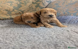 Cockapoo dogs for sale: Ready now! F1 cockapoo pups, health tested parents - Image 5