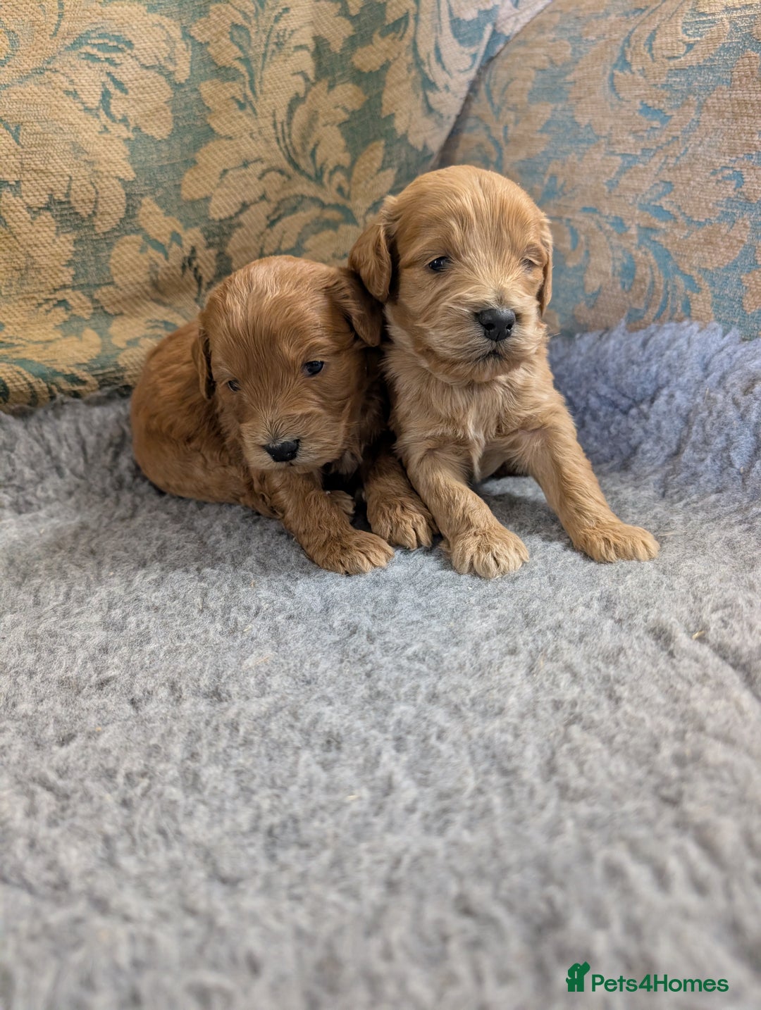 Cockapoo dogs for sale: Ready now! F1 cockapoo pups, health tested parents - Image 5