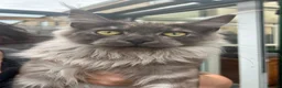 Maine Coon cats for sale: Black smoke Maine coon kittens - Advert 5