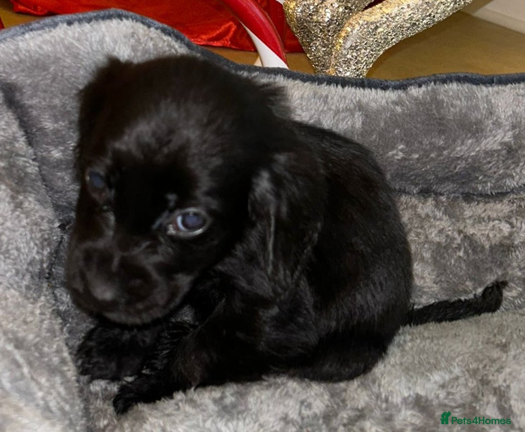 Cocker Spaniel dogs for sale: 6 beautiful cocker spaniel puppies  - Advert 14