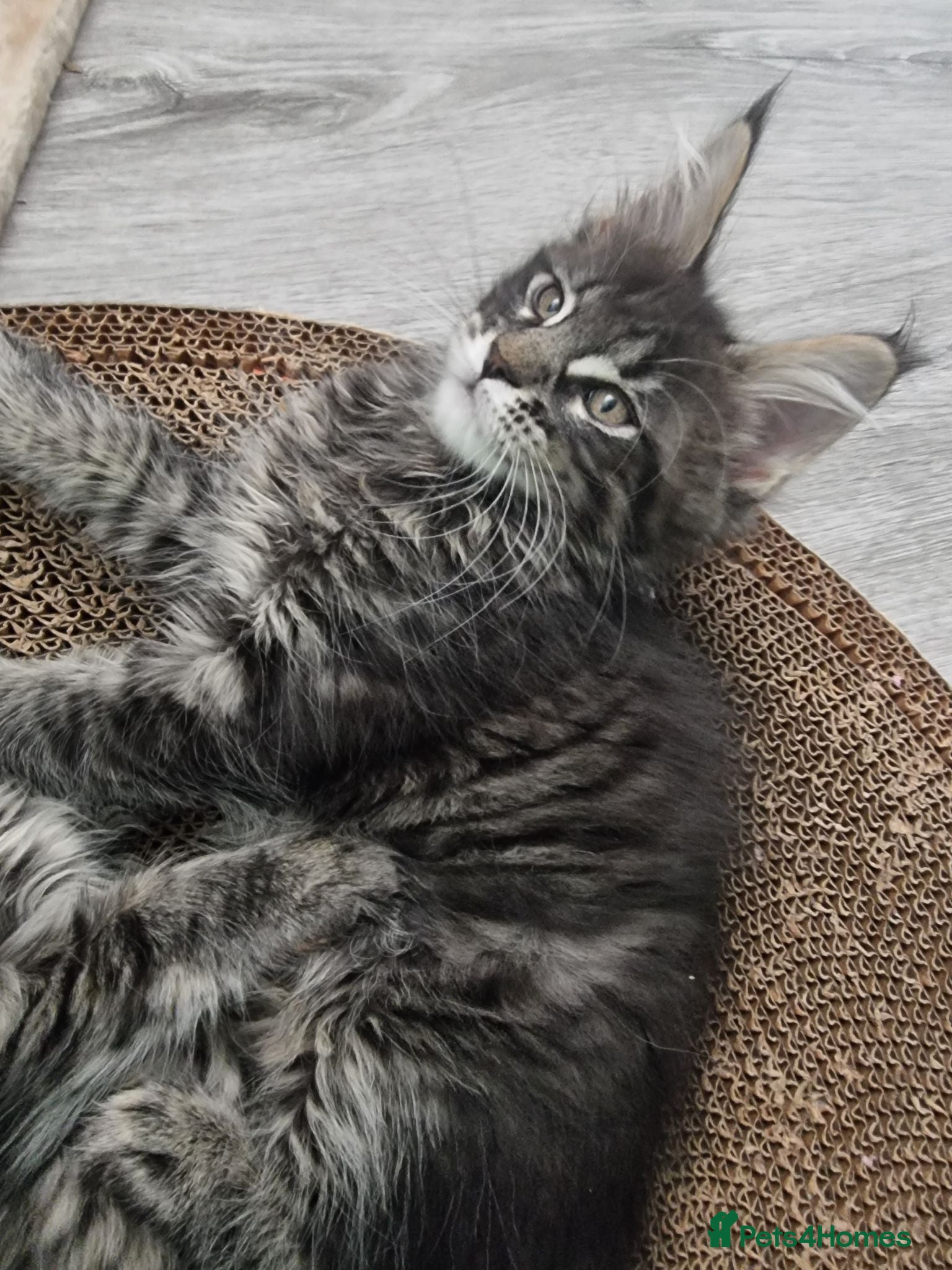 Maine Coon cats Pedigree GCCF Registered Maine Coon Kittens - Advert 2