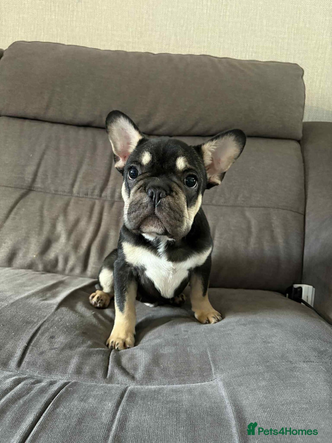 French Bulldog dogs for sale: 3 French Bulldog Pups - Advert 7