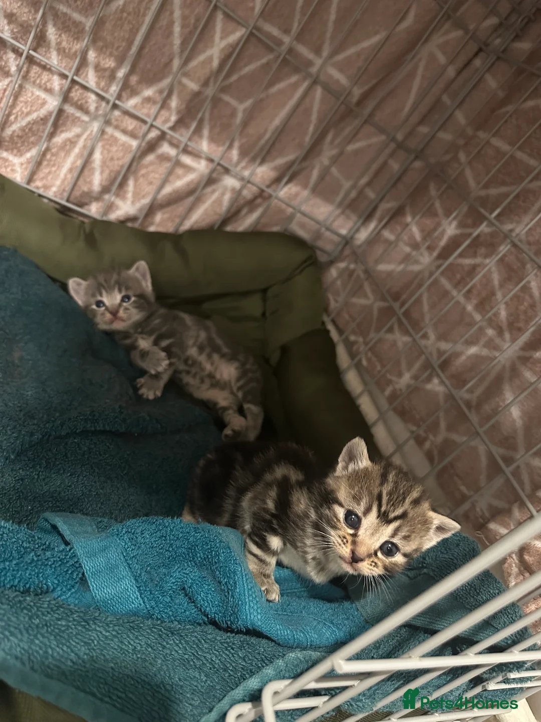 British Shorthair cats for sale: 7 beautiful British short hair crosses  - Advert 6