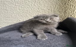 Scottish Fold cats for sale: Beautiful Scottish folds and straights kittens🎀 - Image 34