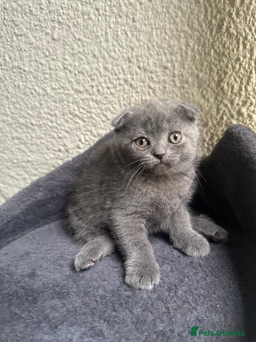 Scottish Fold cats for sale: Beautiful Scottish folds and straights kittens🎀 - Image 34