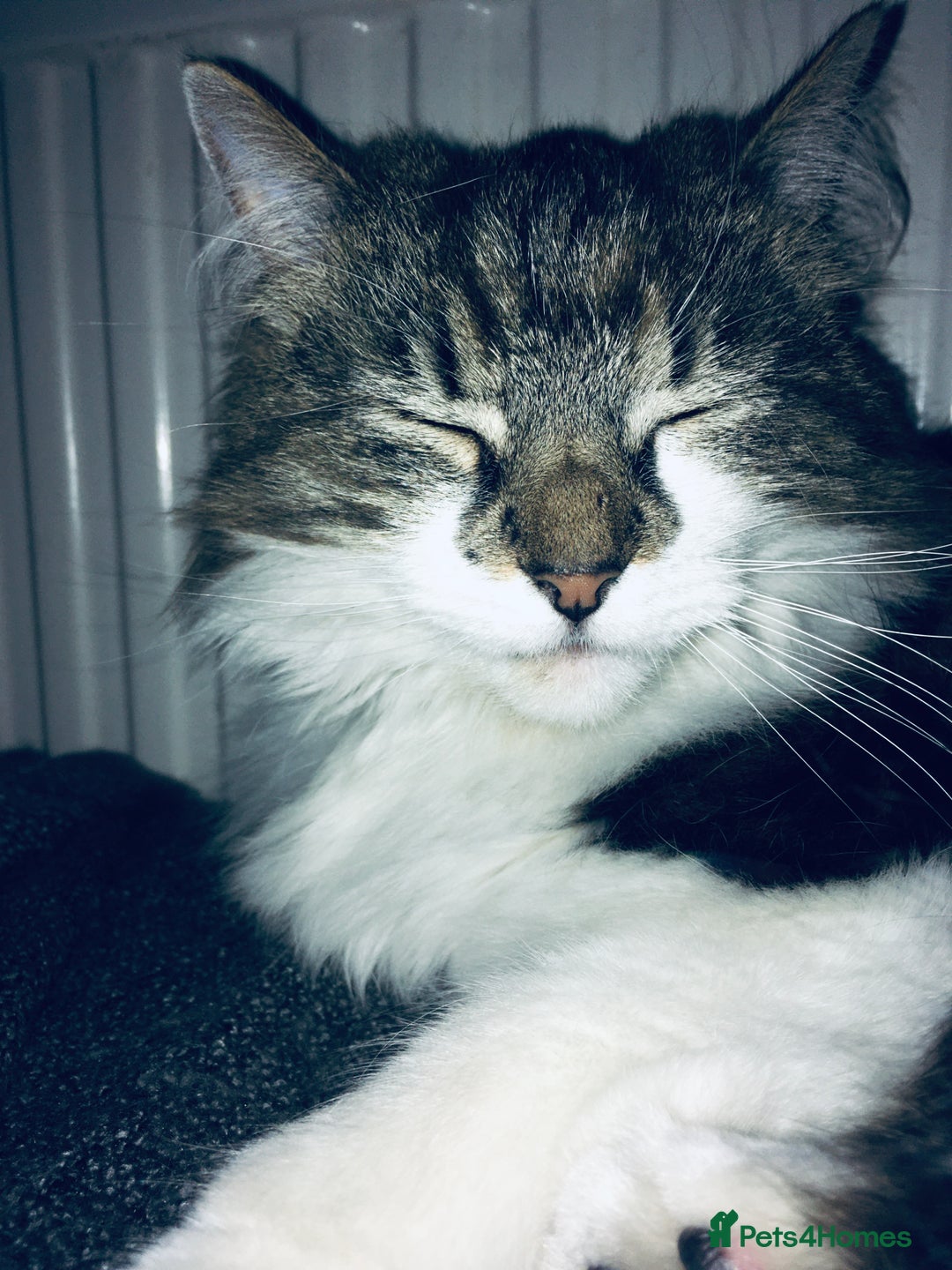 Mixed Breed cats for sale: Princess is looking for a new home - Image 4