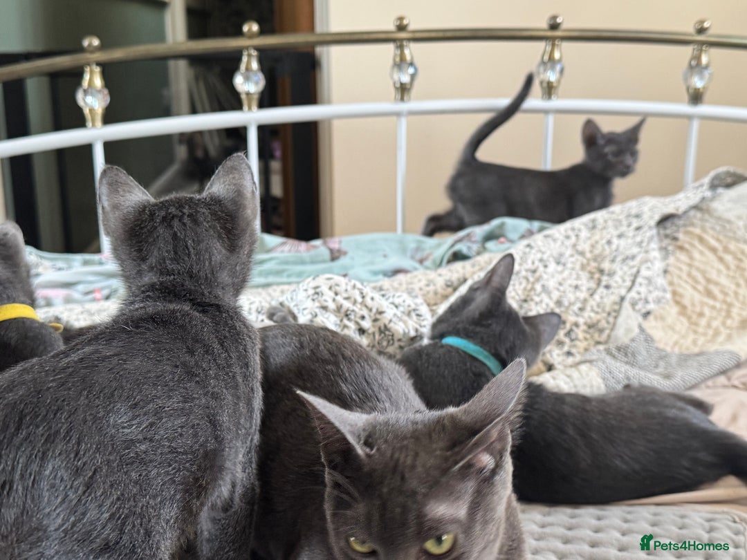 Korat cats for sale: Clairabelle kittens rare breed Korats - Image 4