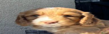 Cockapoo 1