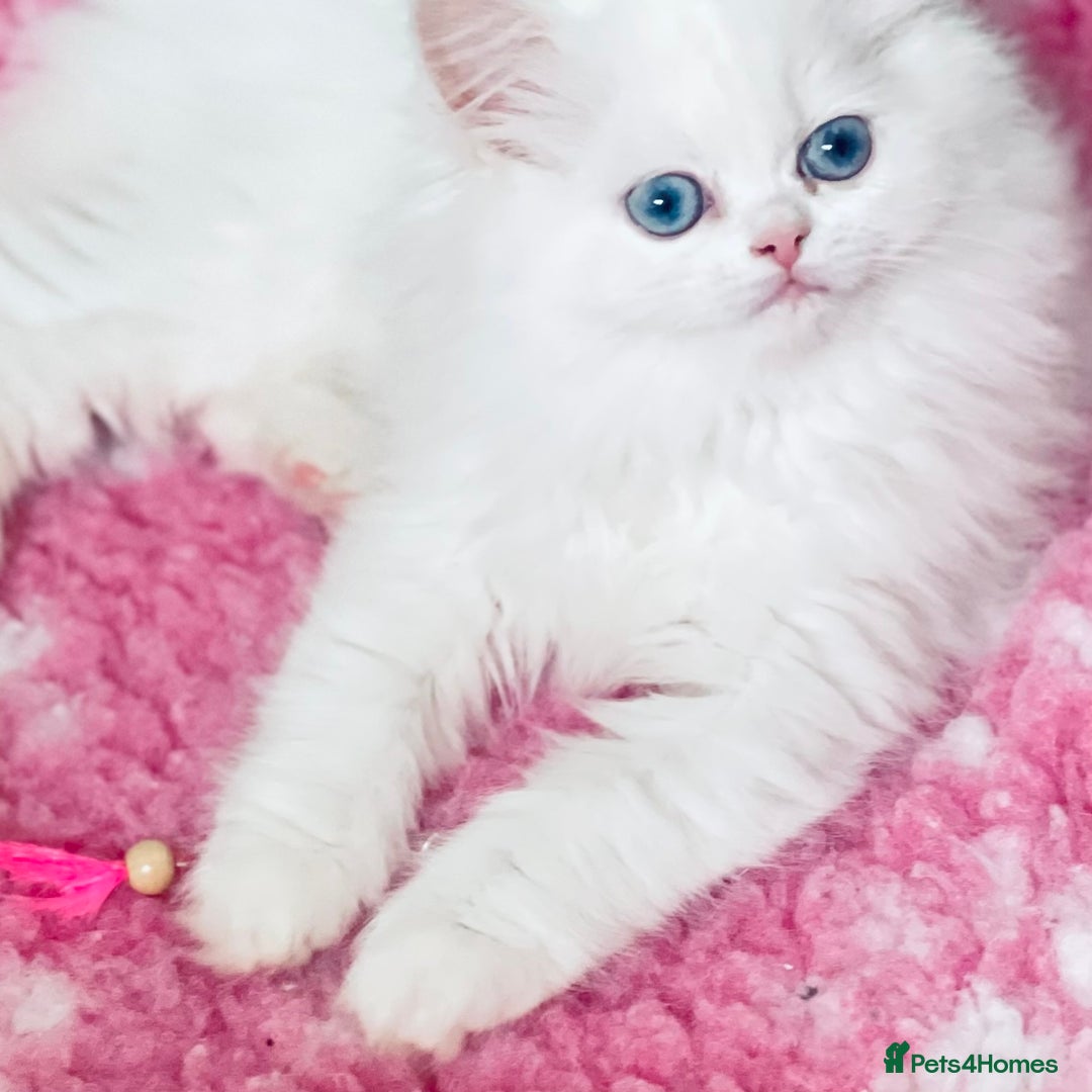 Persian cats for sale: Pure White Persian Girls BLUE EYES & full hearing - Image 31