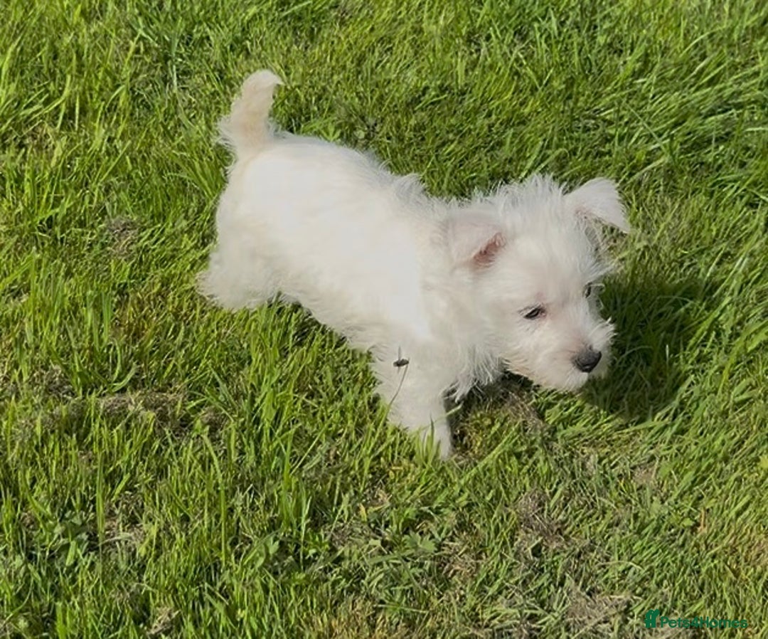 West Highland Terrier dogs for sale: West Highland Terriers show bloodlines - Image 10