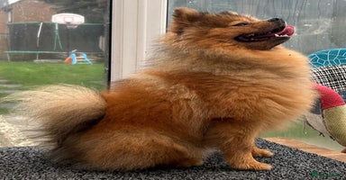 Pomeranian dogs Very fluffy Orange Sable Pomeranian boy  - Advert 7