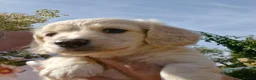 Miniature Dachshund dogs for sale: Beautiful Puppies  - Advert 4