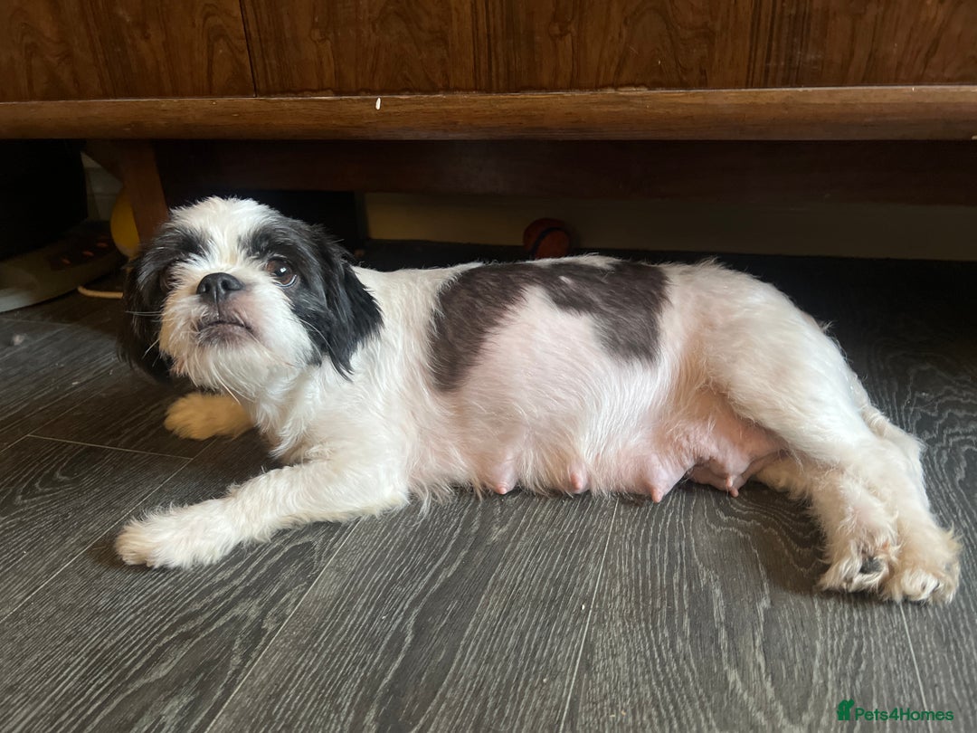 Mixed Breed dogs for sale: Beautiful bishon cross Japanese chin - Advert 1