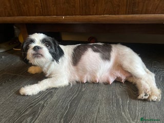 Mixed Breed dogs Beautiful bishon cross Japanese chin - Advert 2