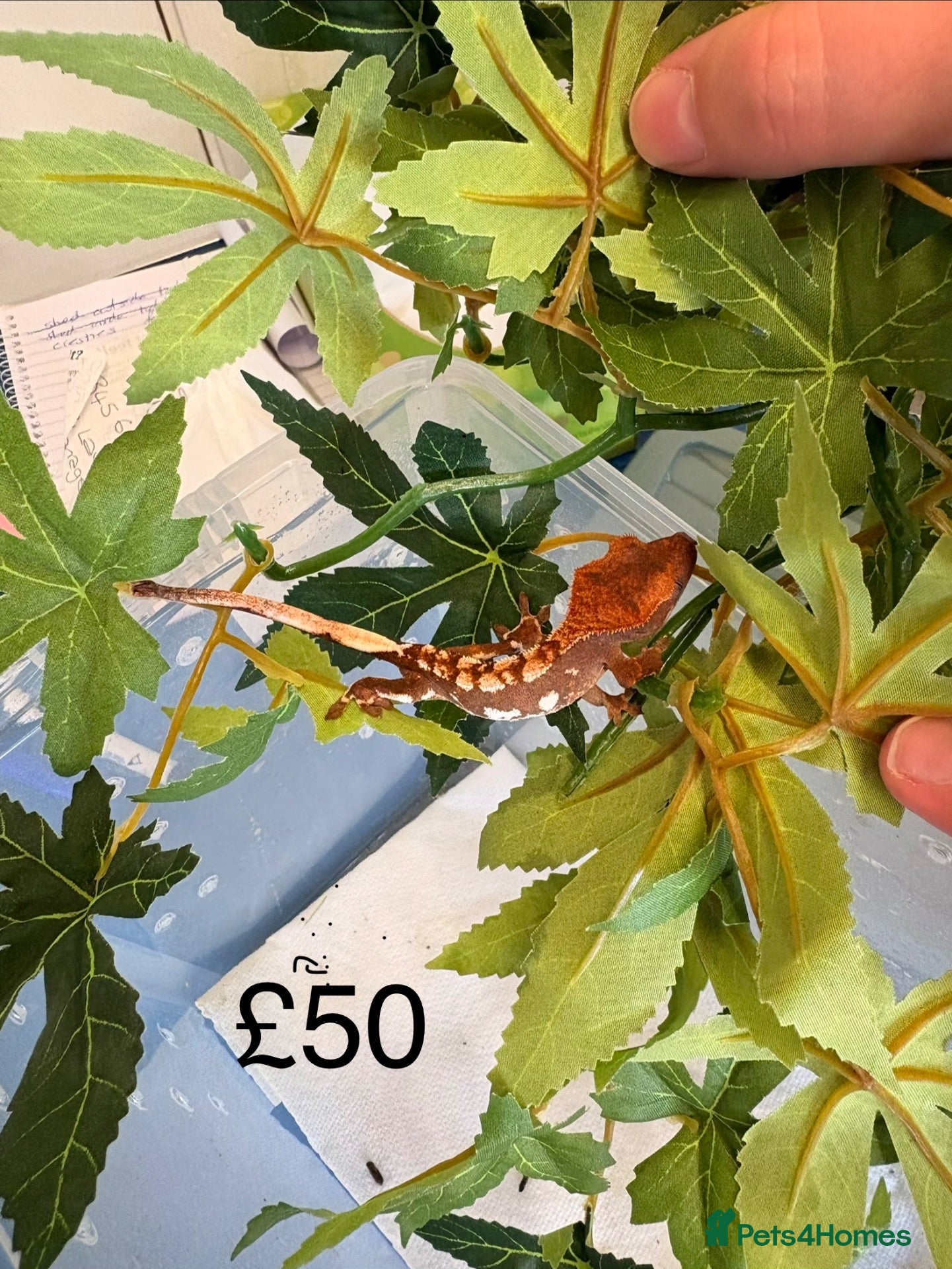 Gecko reptiles Crested Geckos various  - Advert 10