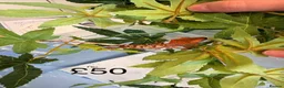 Gecko reptiles for sale: Crested Geckos various  in Burgess Hill - Advert 1