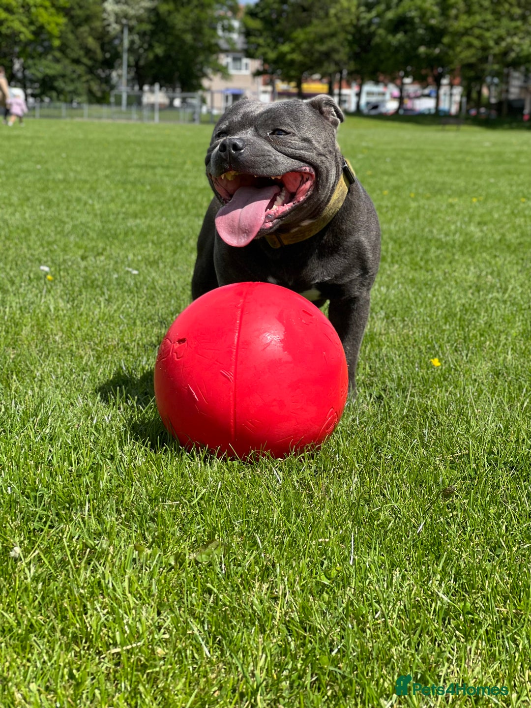 Staffordshire Bull Terrier dogs for stud: Proven KC Blue Boy For Stud in Whitley Bay - Advert 9