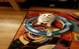 Ragdoll cats for sale: Ragdoll kittens  - Image 5