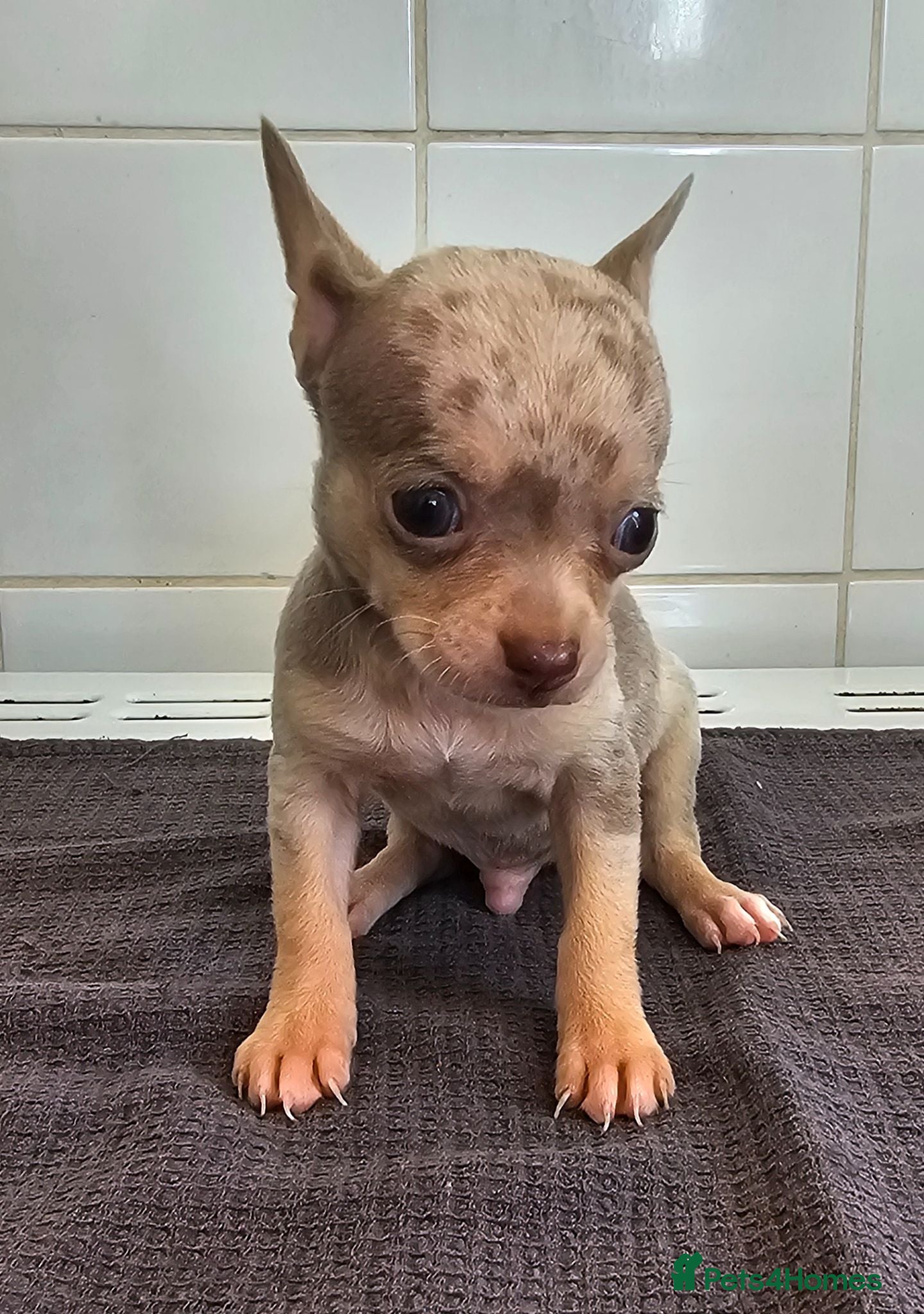 Chihuahua dogs 2 Beautiful Short-haired chihuahua puppies  - Advert 11