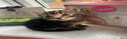 Mixed Breed cats for sale: Kittens in London - Advert 11
