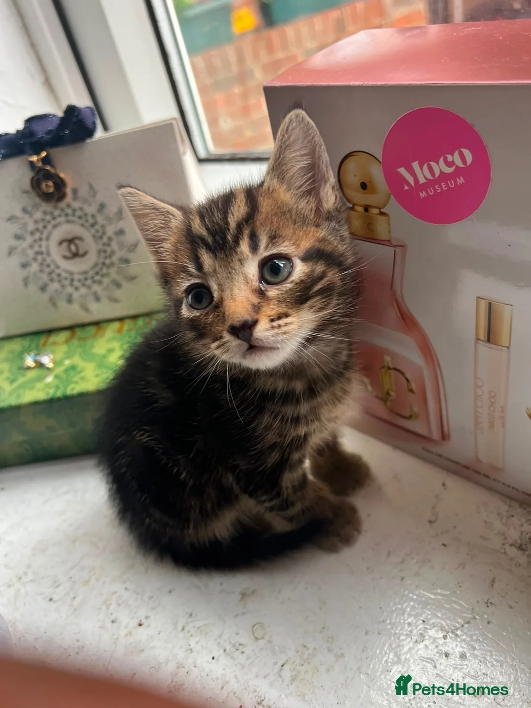 Mixed Breed cats for sale: Kittens in London - Advert 11