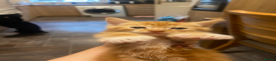 Mixed Breed Kitten 1